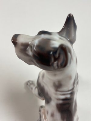 Dahl Jensen hund nr. 1178