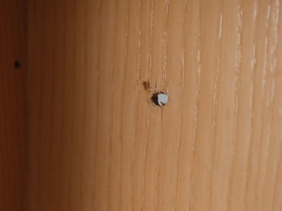 ATBO Reoler i ask og mahogni